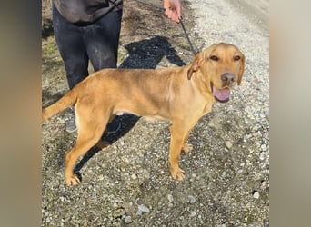 Colt ein Traumhund wartet in Tierheim