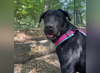 Mate ein absoluter Familienhund