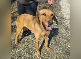 Colt ein Traumhund wartet in Tierheim