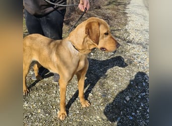 Colt ein Traumhund wartet in Tierheim