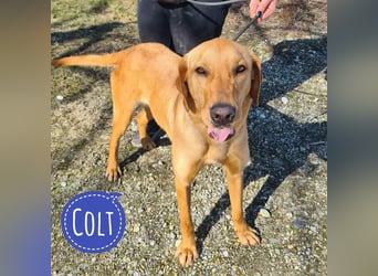 Colt ein Traumhund wartet in Tierheim