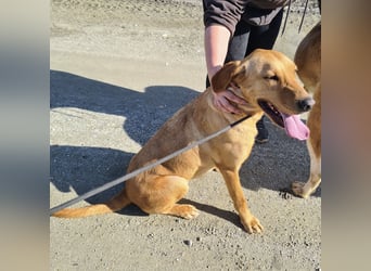 Colt ein Traumhund wartet in Tierheim