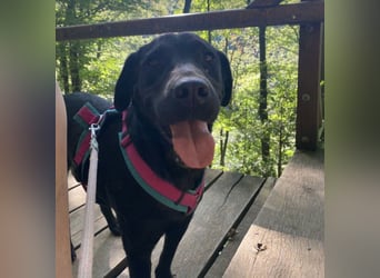 Mate ein absoluter Familienhund