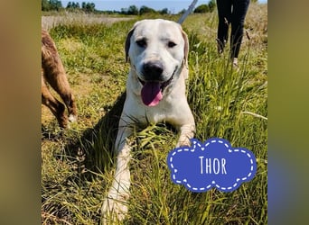 Thor eine riesige gutmütige Pracht