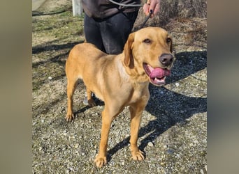 Colt ein Traumhund wartet in Tierheim