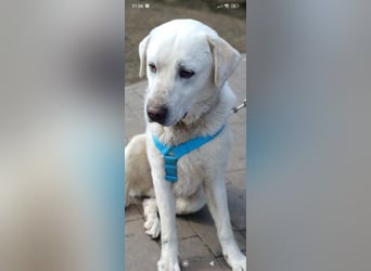 Bob - Labrador Mischling sucht sein Für -immer -Zuhause.
