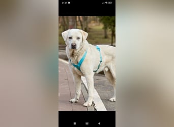 Bob - Labrador Mischling sucht sein Für -immer -Zuhause.