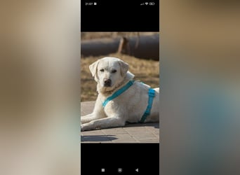 Bob - Labrador Mischling sucht sein Für -immer -Zuhause.