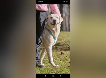 Bob - Labrador Mischling sucht sein Für -immer -Zuhause.