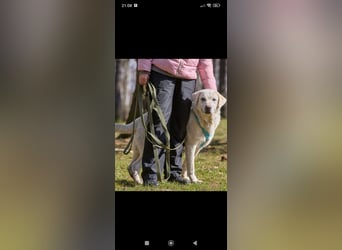 Bob - Labrador Mischling sucht sein Für -immer -Zuhause.