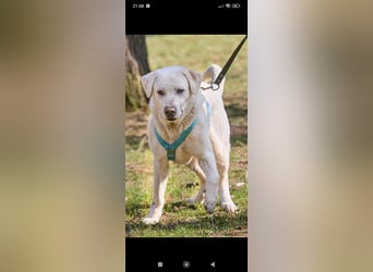 Bob - Labrador Mischling sucht sein Für -immer -Zuhause.