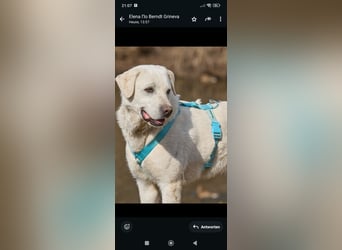 Bob - Labrador Mischling sucht sein Für -immer -Zuhause.