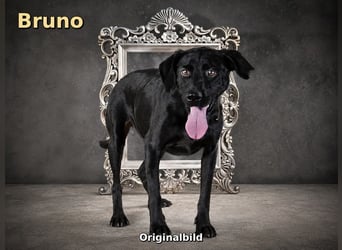 Bruno - freundlicher Kumpel