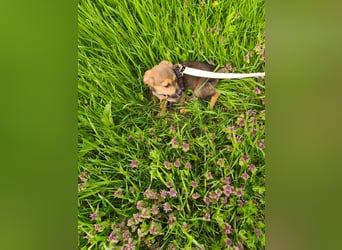 Luka - kleiner Abenteurer mit wachem Blick - aktuell noch in Rumänien