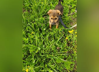 Luka - kleiner Abenteurer mit wachem Blick - aktuell noch in Rumänien