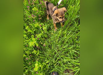 Luka - kleiner Abenteurer mit wachem Blick - aktuell noch in Rumänien