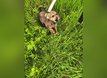 Luka - kleiner Abenteurer mit wachem Blick - aktuell noch in Rumänien