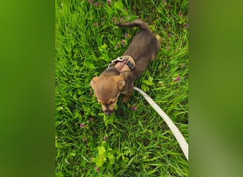 Luka - kleiner Abenteurer mit wachem Blick - aktuell noch in Rumänien