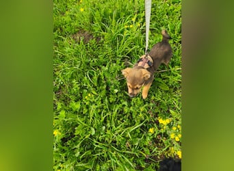 Luka - kleiner Abenteurer mit wachem Blick - aktuell noch in Rumänien
