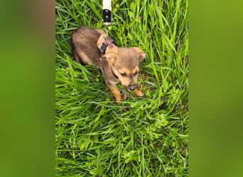 Luka - kleiner Abenteurer mit wachem Blick - aktuell noch in Rumänien