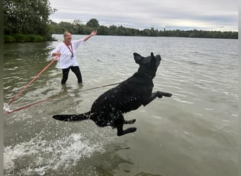 Labrador Deckrüde (6 Jahre) – gesund, freundlich, kräftig gebaut