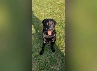 Labrador Deckrüde (6 Jahre) – gesund, freundlich, kräftig gebaut