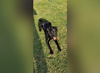 Labrador Deckrüde (6 Jahre) – gesund, freundlich, kräftig gebaut
