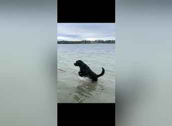 Labrador Deckrüde (6 Jahre) – gesund, freundlich, kräftig gebaut