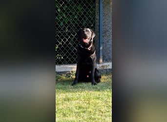 Labrador Deckrüde (6 Jahre) – gesund, freundlich, kräftig gebaut