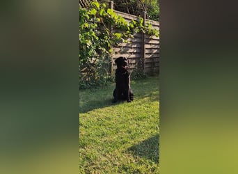 Labrador Deckrüde (6 Jahre) – gesund, freundlich, kräftig gebaut