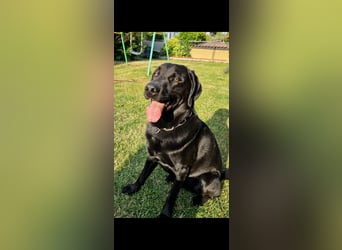 Labrador Deckrüde (6 Jahre) – gesund, freundlich, kräftig gebaut
