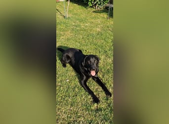 Labrador Deckrüde (6 Jahre) – gesund, freundlich, kräftig gebaut