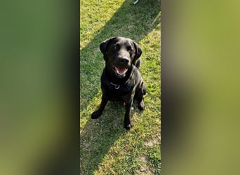 Labrador Deckrüde (6 Jahre) – gesund, freundlich, kräftig gebaut
