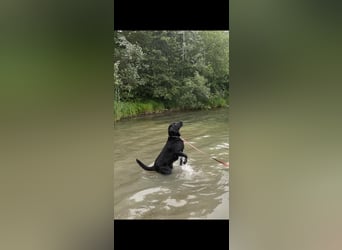 Labrador Deckrüde (6 Jahre) – gesund, freundlich, kräftig gebaut