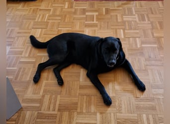 Labrador Deckrüde (6 Jahre) – gesund, freundlich, kräftig gebaut