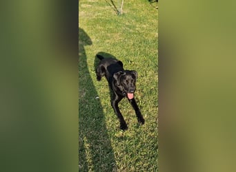 Labrador Deckrüde (6 Jahre) – gesund, freundlich, kräftig gebaut