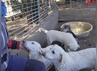 Cosmo:  von der Flasche ins Tierheim