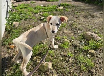 Festa: Hallo, hier bin ich!