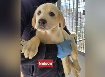 Nelson: vom Flughafen ins schöne Leben