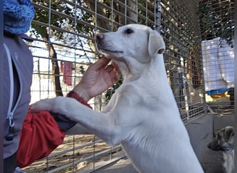 Cosmo:  von der Flasche ins Tierheim