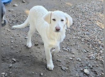 Cosmo:  von der Flasche ins Tierheim