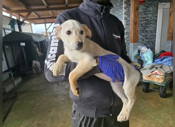 Festa: Hallo, hier bin ich!