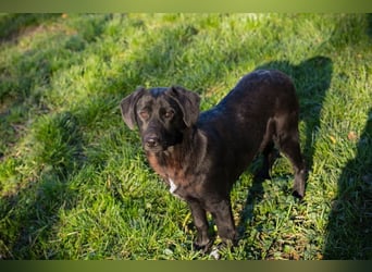 ROXETTA - Fröhliches, verspieltes Labradormischlingsmädchen sucht liebevolle Menschen