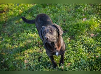 ROXETTA - Fröhliches, verspieltes Labradormischlingsmädchen sucht liebevolle Menschen