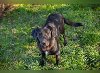 ROXETTA - Fröhliches, verspieltes Labradormischlingsmädchen sucht liebevolle Menschen