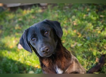 ROXETTA - Fröhliches, verspieltes Labradormischlingsmädchen sucht liebevolle Menschen