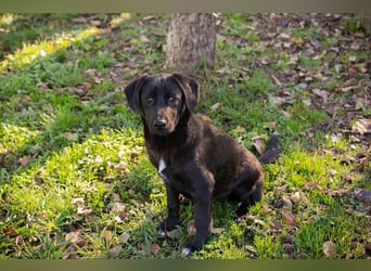 ROXETTA - Fröhliches, verspieltes Labradormischlingsmädchen sucht liebevolle Menschen