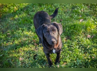 ROXETTA - Fröhliches, verspieltes Labradormischlingsmädchen sucht liebevolle Menschen