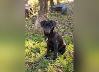 ROXETTA - Fröhliches, verspieltes Labradormischlingsmädchen sucht liebevolle Menschen