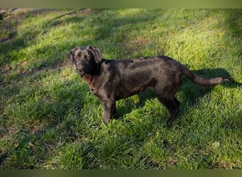 ROXETTA - Fröhliches, verspieltes Labradormischlingsmädchen sucht liebevolle Menschen